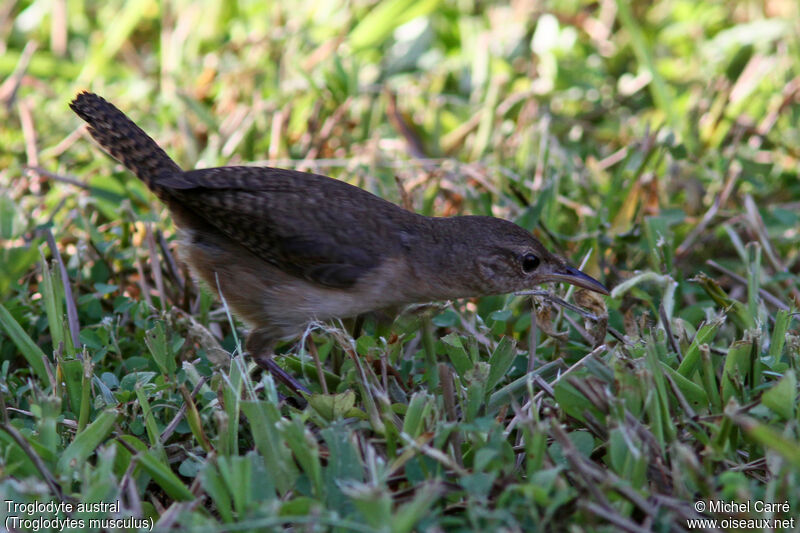 Troglodyte austral