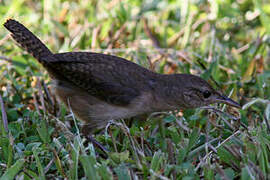 Southern House Wren