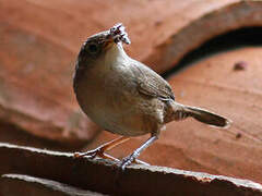 Southern House Wren