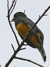 Trogon à lunettes jaunes