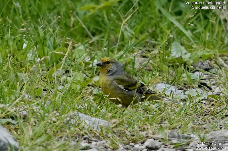 Venturon montagnard mâle adulte