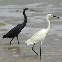 Aigrette des récifs