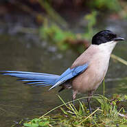 Pie Ibérique Cyanopica Cooki