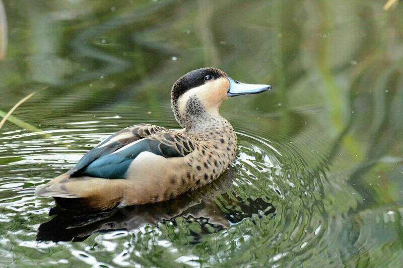 Blue-billed Teal - Spatula hottentota - mver205242