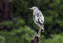 Aigrette bleue