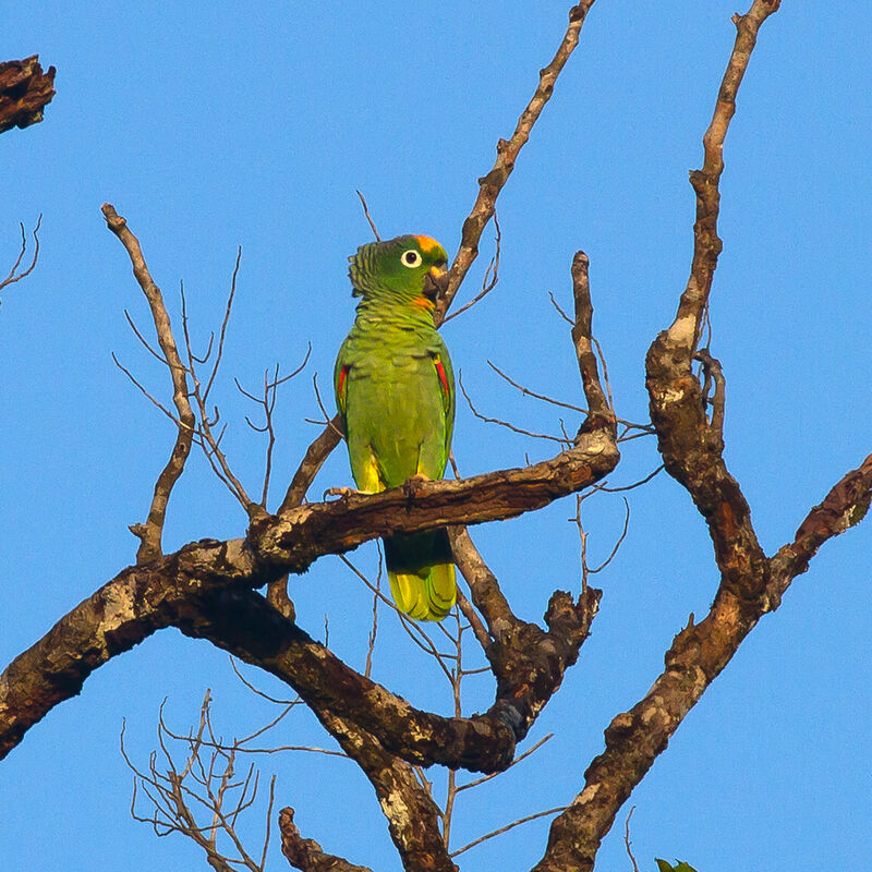 Yellow-crowned Amazon