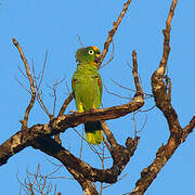 Amazone à front jaune