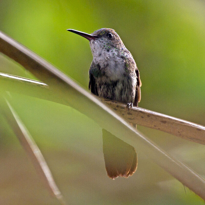 Copper-tailed Hummingbird female immature