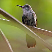 Copper-tailed Hummingbird