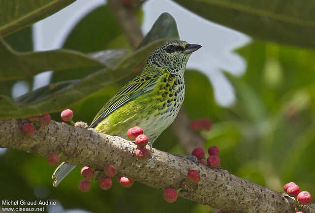 Spotted Tanager - Ixothraupis punctata adult - miga120935