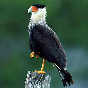 Caracara du Nord