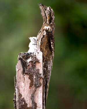 Common Potoo - Nyctibius griseus