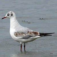 Mouette rieuse