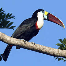 Toucan à bec rouge