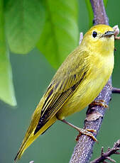 Paruline jaune