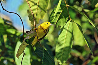 Paruline jaune