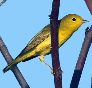 Paruline jaune