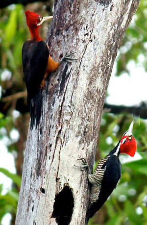 Red-necked Woodpecker - Campephilus rubricollis