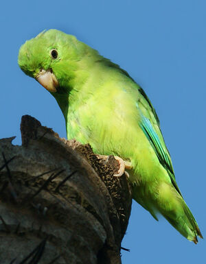 Green-rumped Parrotlet - Forpus passerinus