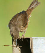 Southern House Wren