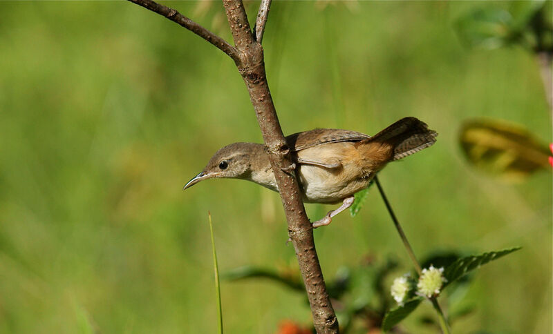 Southern House Wren