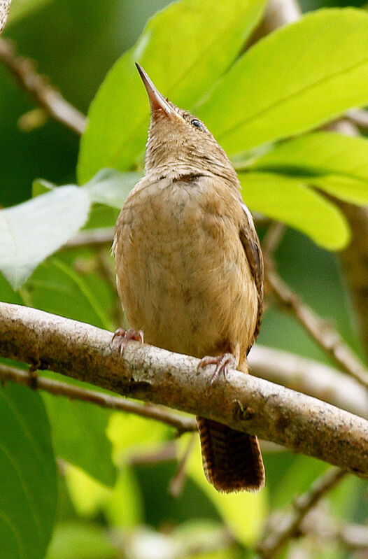 Southern House Wren