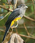 Trogon à queue blanche