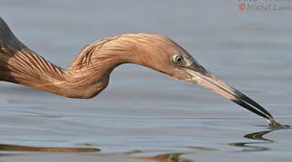 Aigrette roussâtre