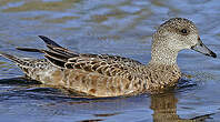 Canard à front blanc