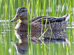 Canard noir