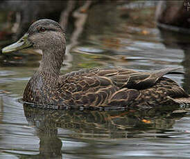 Canard noir