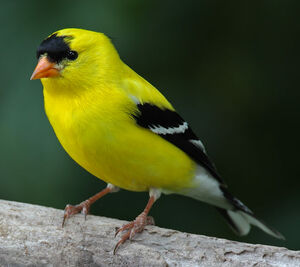 American Goldfinch - Spinus tristis