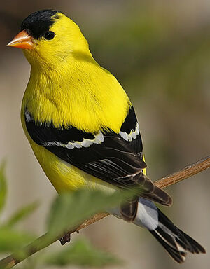 American Goldfinch - Spinus tristis