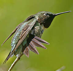 Colibri à gorge rubis