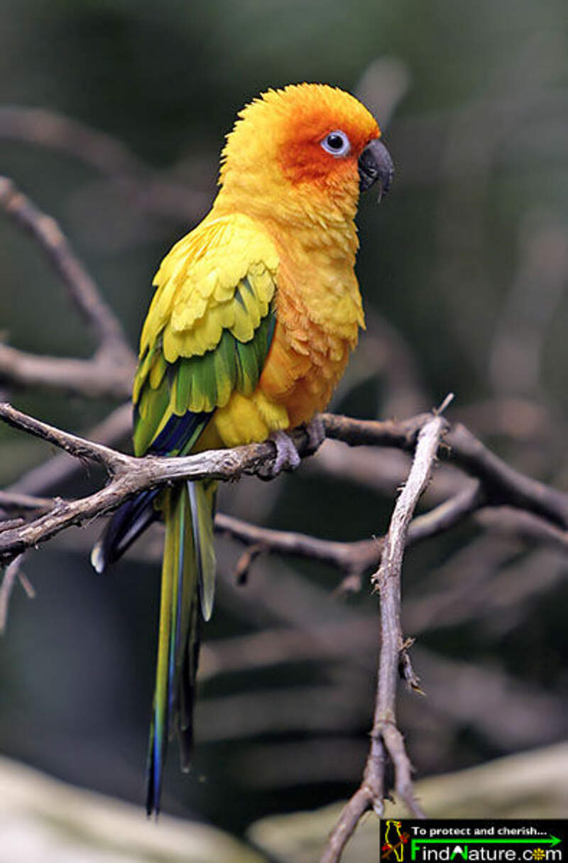 Каролинский попугай фото