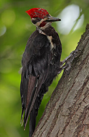 Pileated Woodpecker : Pictures.