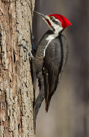 Pileated Woodpecker : Pictures.