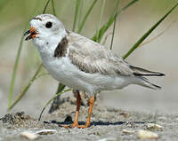 Piping Plover Charadrius Melodus