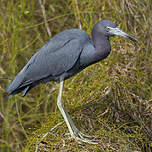 Aigrette bleue