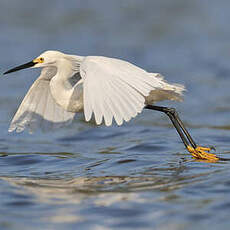 Aigrette neigeuse