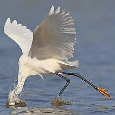 Aigrette neigeuse