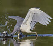 Aigrette tricolore