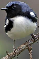 Paruline bleue