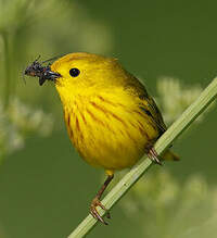 Paruline jaune