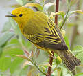 Paruline jaune