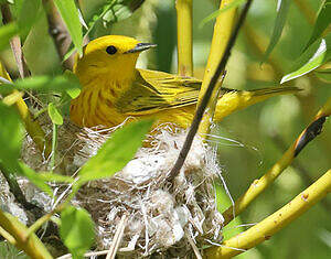 Paruline jaune