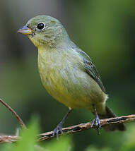 Passerin nonpareil