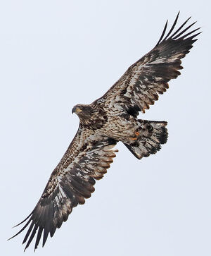 Bald Eagle - Haliaeetus leucocephalus