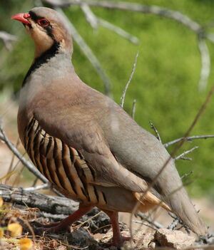 Chukar Partridge : Pictures.