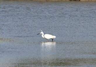 Aigrette garzette